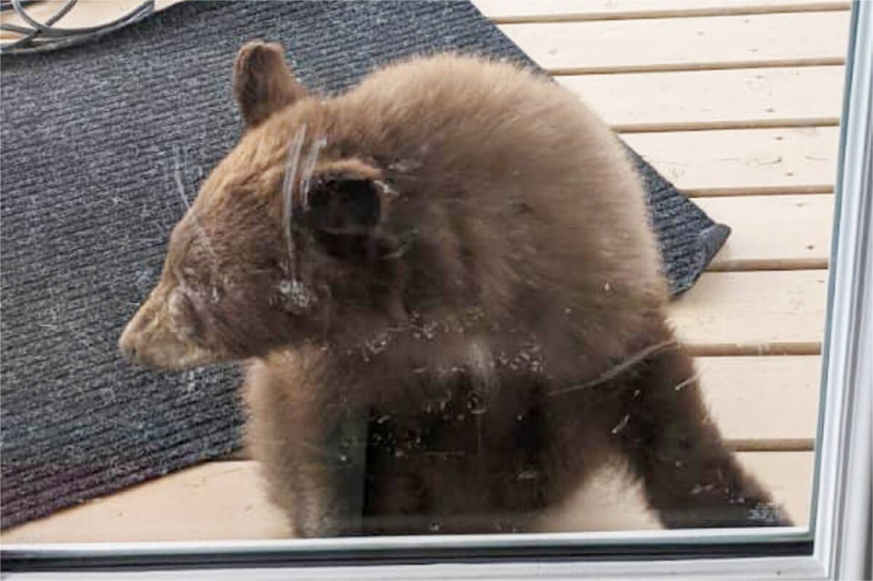 web1_240111-wlt-bear-cub_2