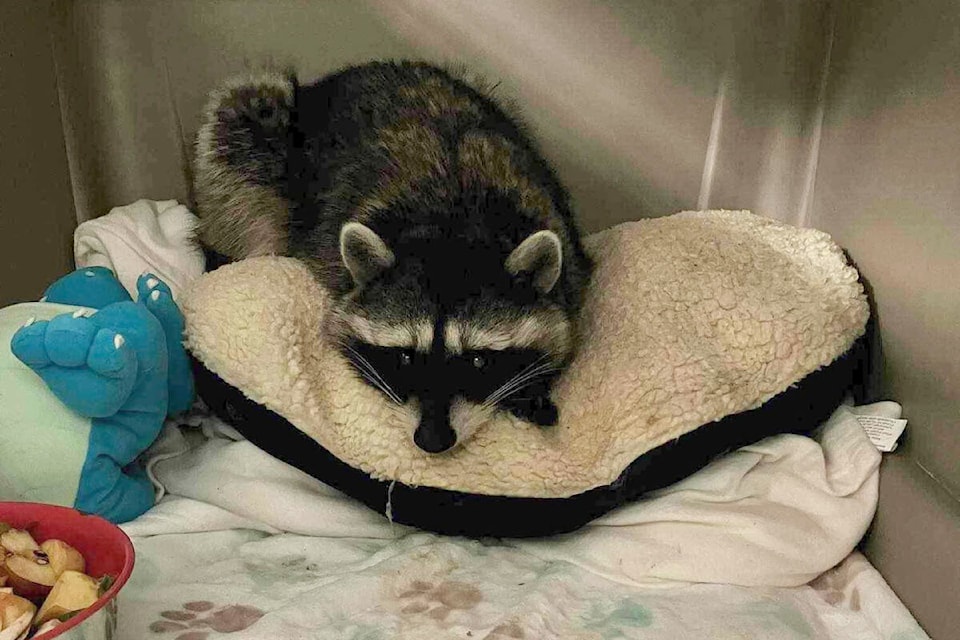 ‘Theodore’ was one of three raccoons ensnared in leg-hold traps at a Mission property in November 2023. He is the lone surviving racoon. /Critter Care Photo 