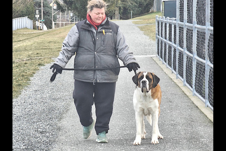 On Tuesday, Jan. 16, Robin Whitehorne and three-year-old St. Bernard Sophie took a walk through the shutdown playing fields at Aldergrove Athletic Park, closed due to harsh weather. (Dan Ferguson/Langley Advance Times) 