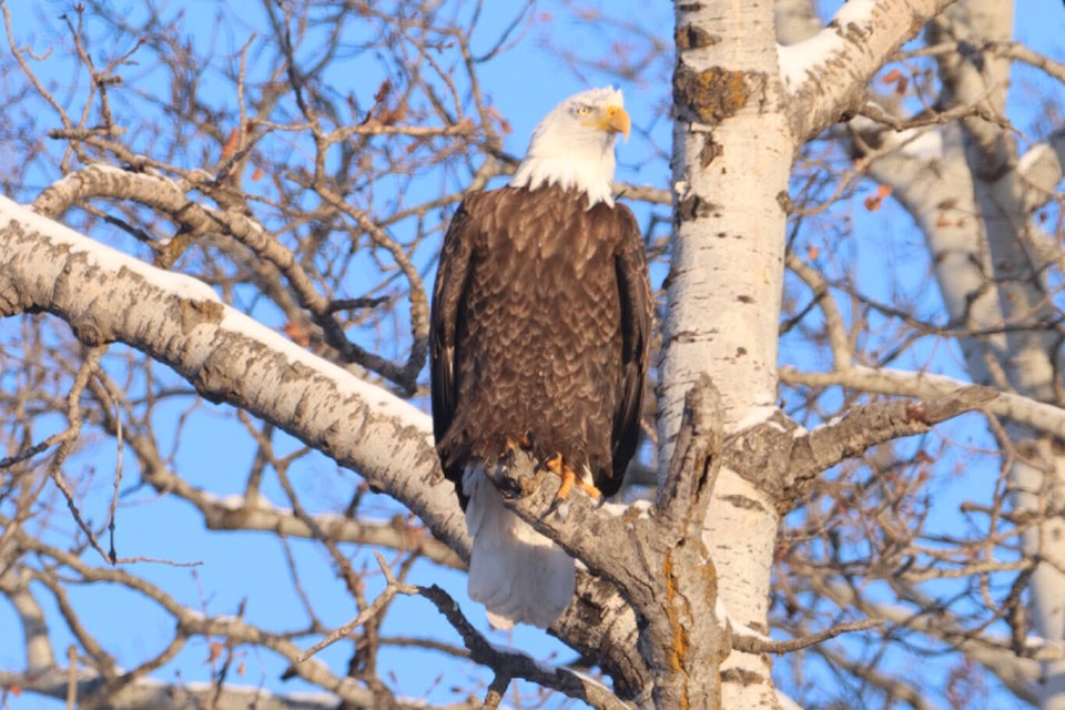 web1_240115-rda-eagles-spotted2