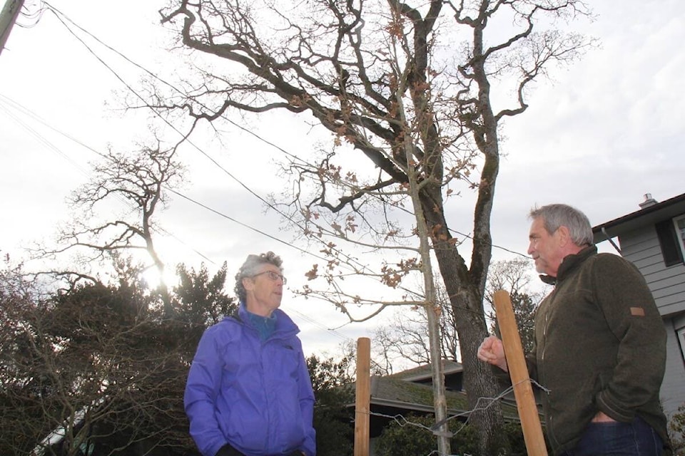 A north Oak Bay home features a couple of new trees courtesy of the district and solar panels as the homeowner commits to fighting climate change. (Christine van Reeuwyk/News Staff) 