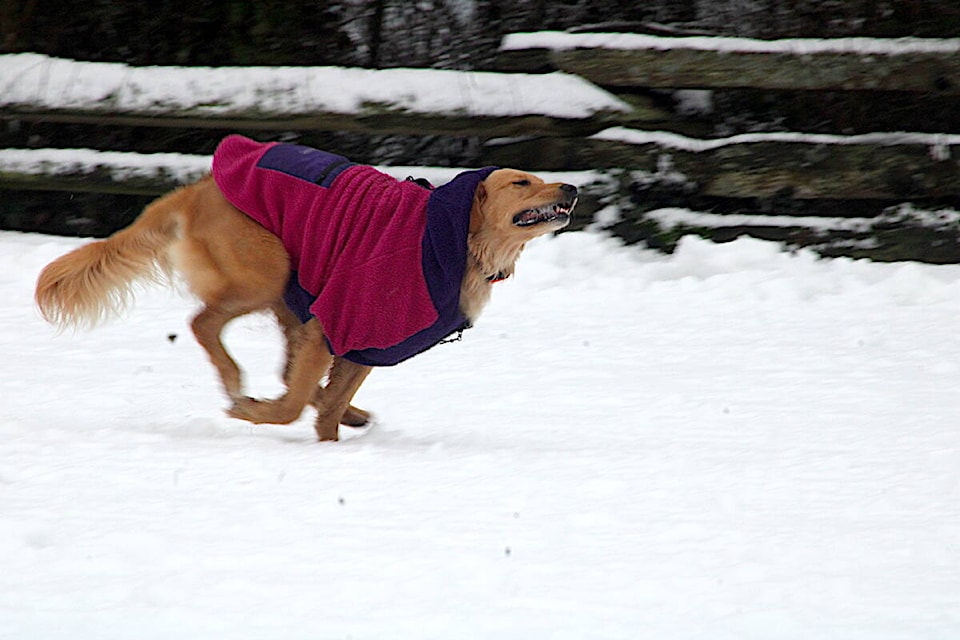 A dog zooms around the snowy surface down at Dallas Road’s off-leash park in Victoria on Jan. 17. (Jake Romphf/News Staff) 