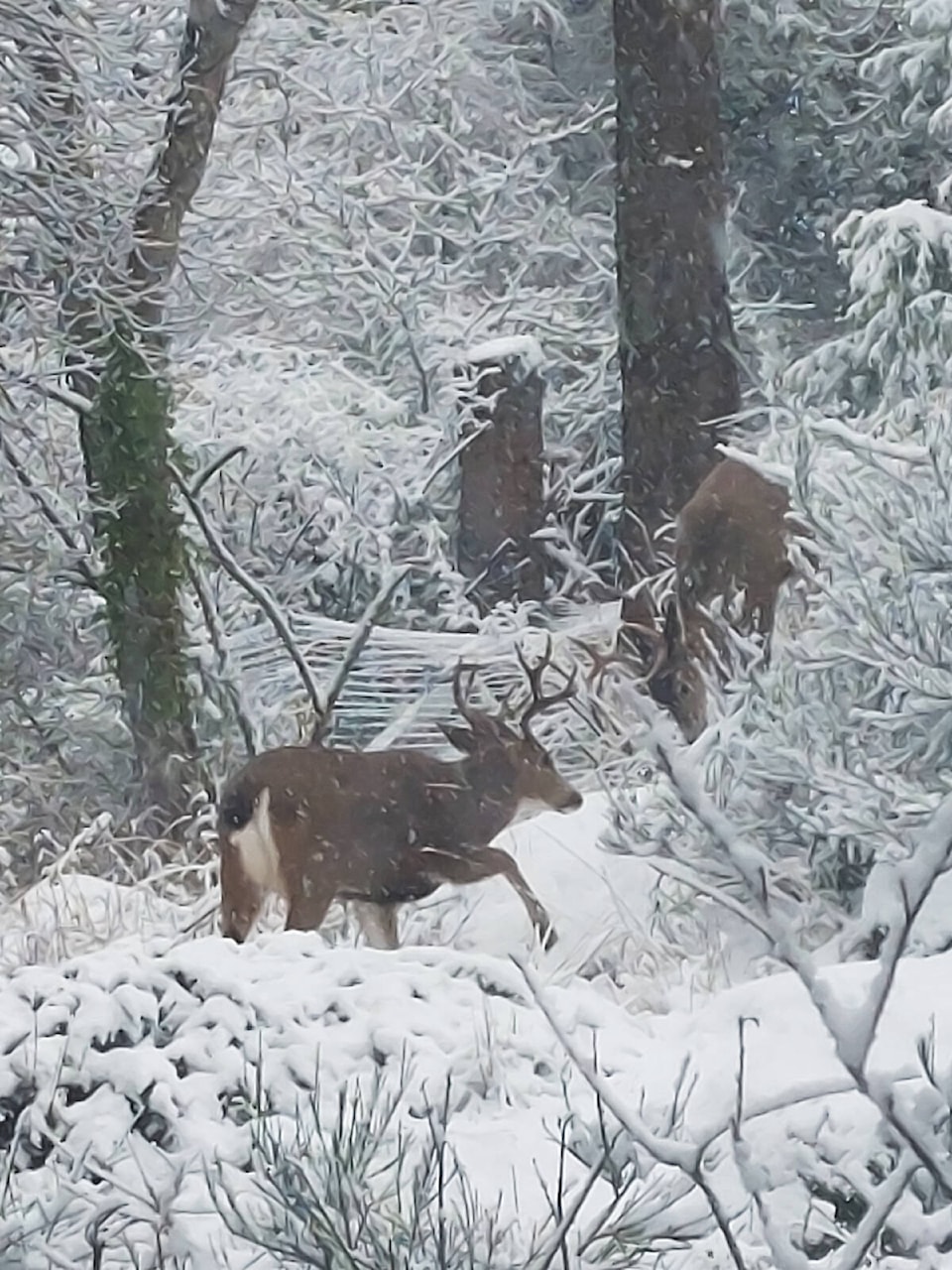 web1_240117-vne-weatherphotos-snowbucks_1
