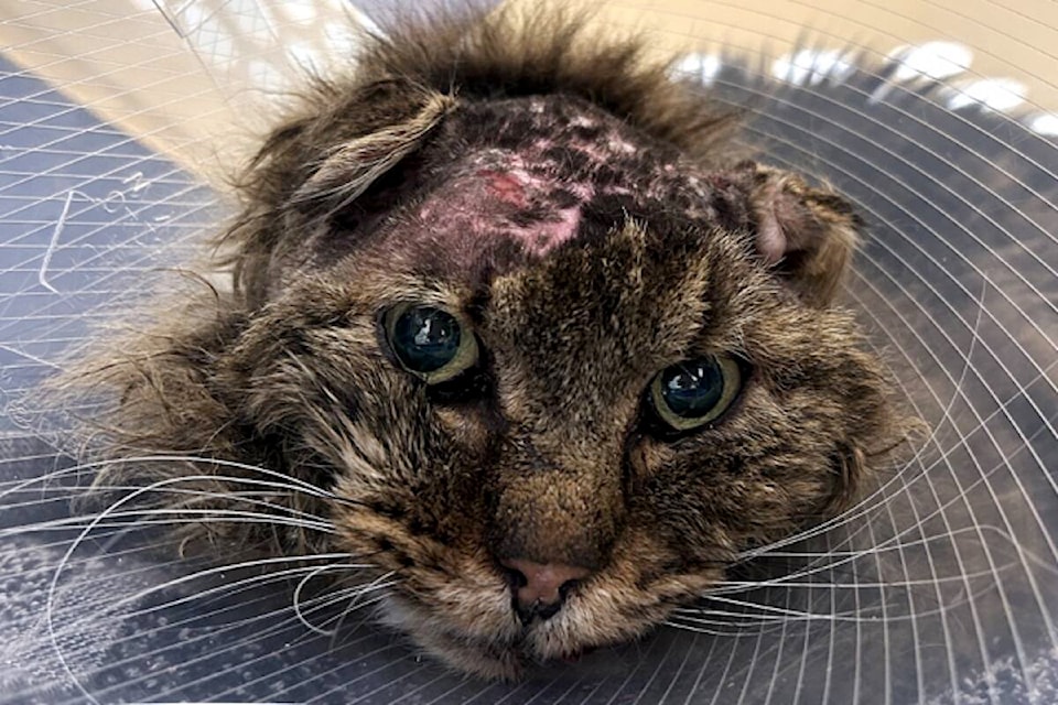 Cat rescue okanagan 2025