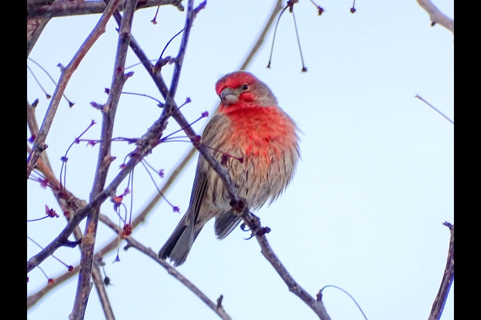 A House Finch seen in 100 Mile House during the 100 Mile House Christmas Bird Count. (Paul Foth photo) 