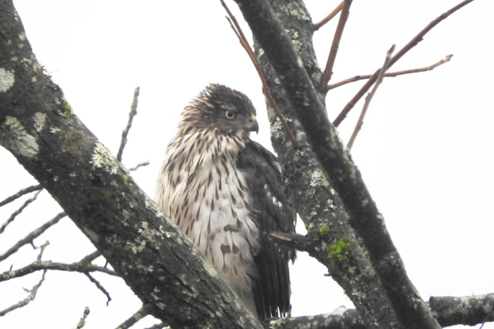 89 bird species spotted at annual count in Maple Ridge, Pitt Meadows, and Tri-Cities