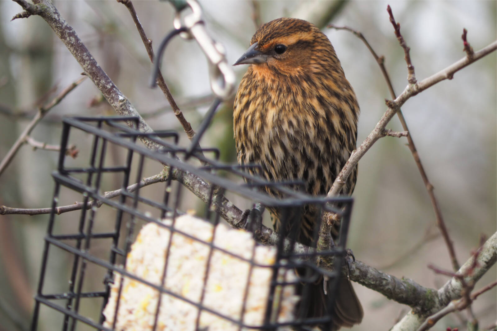 Nanaimo’s winter bird counters spot 117 species Nanaimo News Bulletin