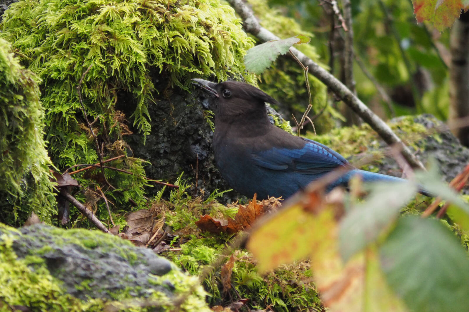 Nanaimo’s winter bird counters spot 117 species Nanaimo News Bulletin