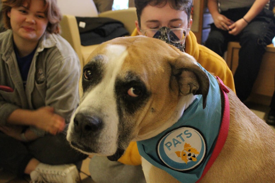 Emotional support animal sales victoria