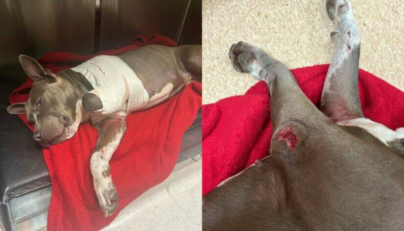 web1_240125-cco-spca-dog-injured_1