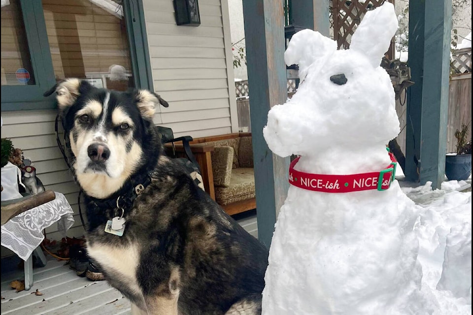 Murphy doesn’t seem too impressed by his snow dog colleague. (Photo by Dee Gallant) 