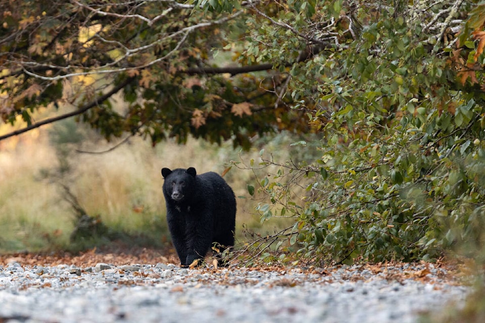 There has been an increase in bears looking through garbage in Colwood. it is important to secure any attractants, said Mollie Cameron, president of Wild Wise. (Photo Submitted/ Mollie Cameron) 