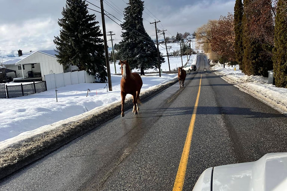 web1_240125-vms-horses-bx_1