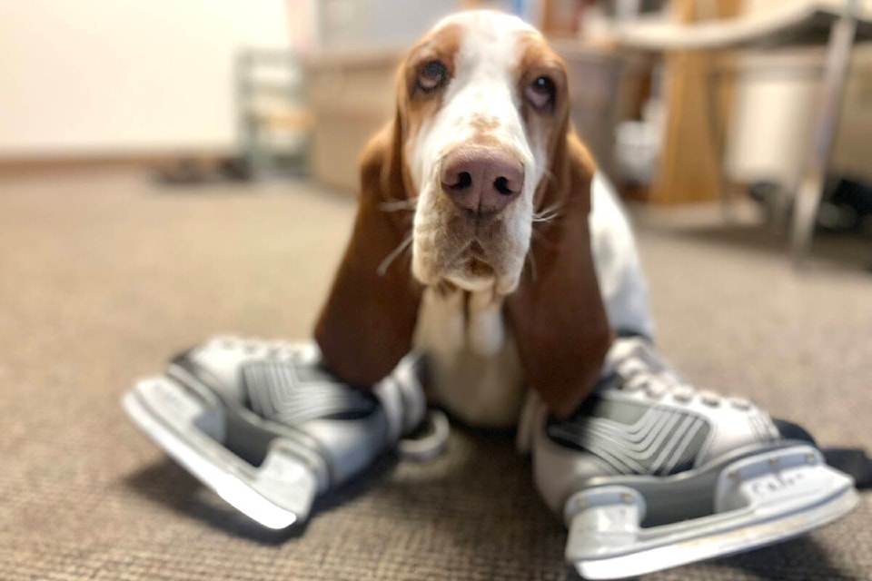 The Cariboo Chilcotin Conservation Society can provide skates for almost everyone in the family - with the possible exception of four-legged fur family. Scarlet O-Haira was having trouble finding a pair to fit all four feet while looking through the skates the organization gives away for free. (Ruth Lloyd photo - Efteen) 