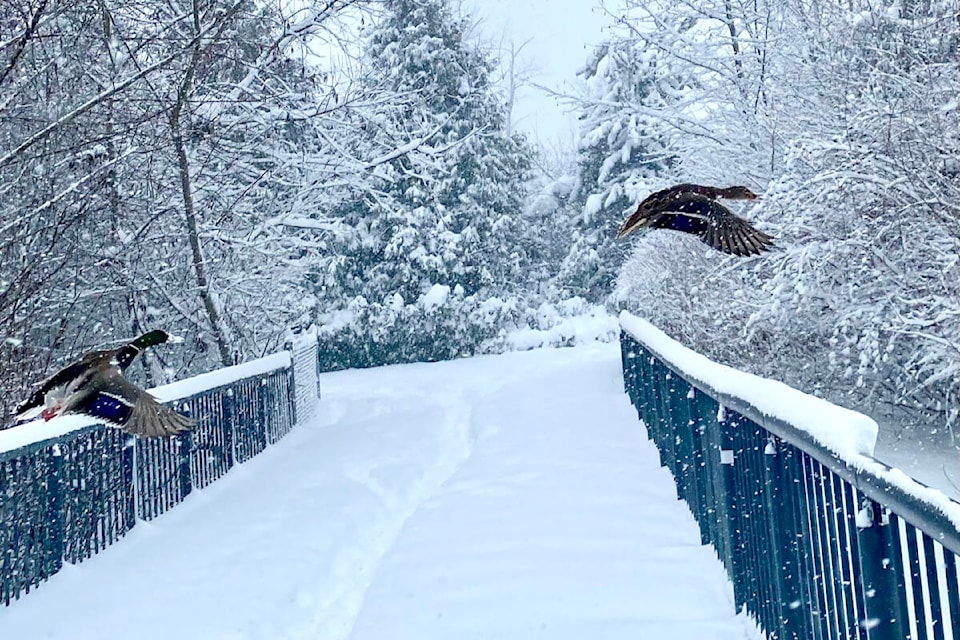 During one of the recent snowstorms that blanketed the Lower Mainland, Jesmina Biserovic and her husband were walking on the trail around Yorkson Pond, not far from their home. “We came across two ducks who seemed to be taking a warm break from the frozen pond,” she said. “As we approached, I took a photo of them at rest and as they took flight.” (Special to 91ԭ Advance Times) 