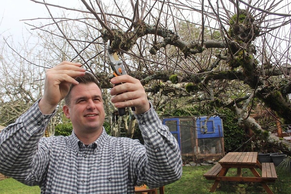 Jess Gunnarson, chair of the LifeCycles Project board prunes his Saanich apple tree. Even as the 30-year-old organization trims its budget, Gunnarson worries fresh fruit is going to waste. (Christine van Reeuwyk/News Staff) 