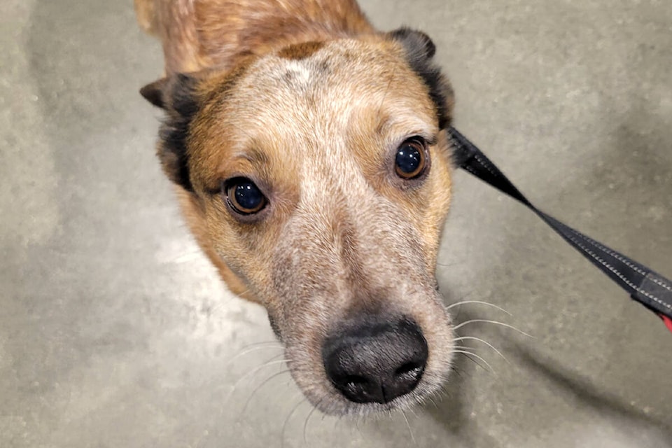 Mec dog sales life jacket