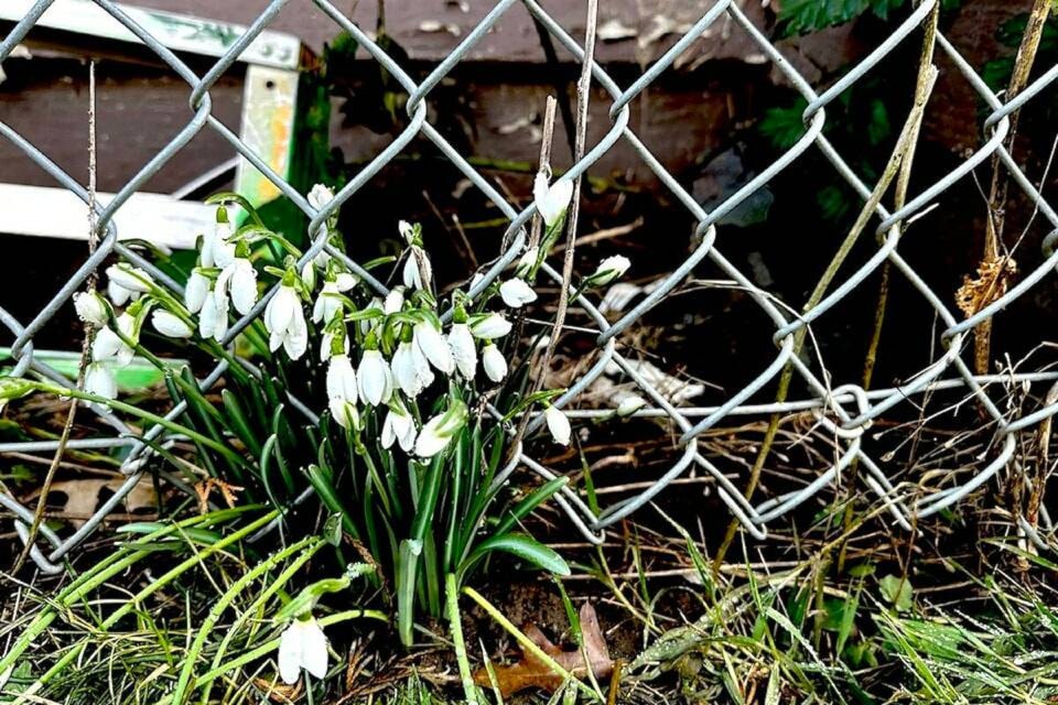 web1_240201-abb-weather-bc-push-flowers_1