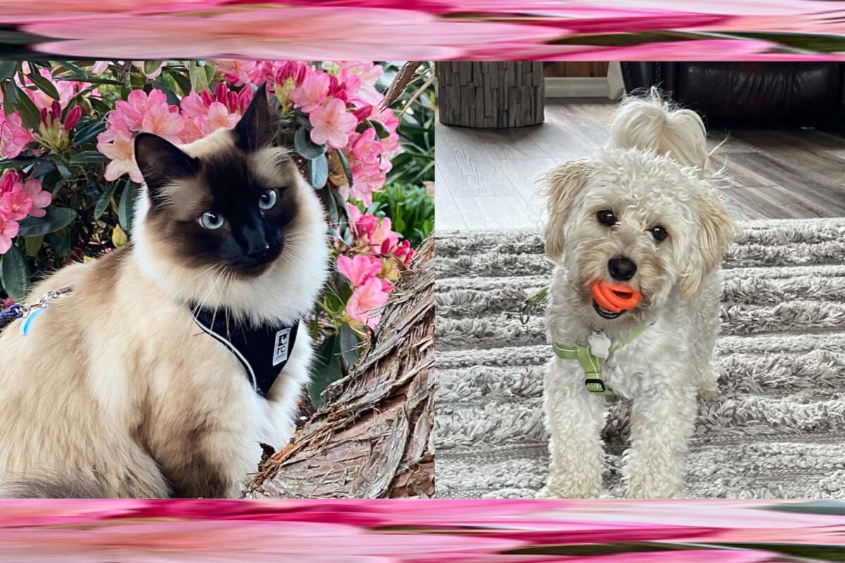 Your pet could be a pin-up thanks to BC SPCA calendar contest