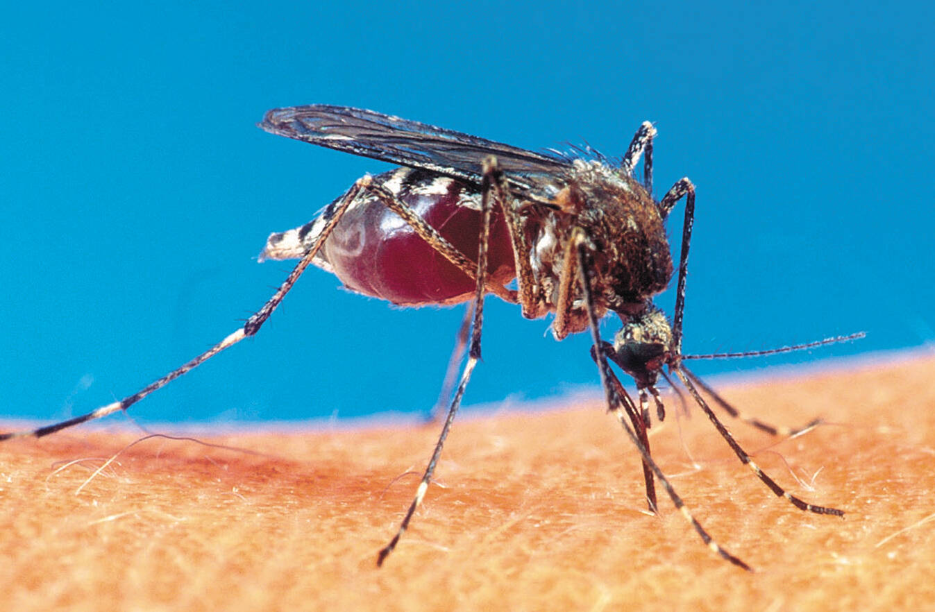 Rural Enderby mosquito control referendum date set Vernon