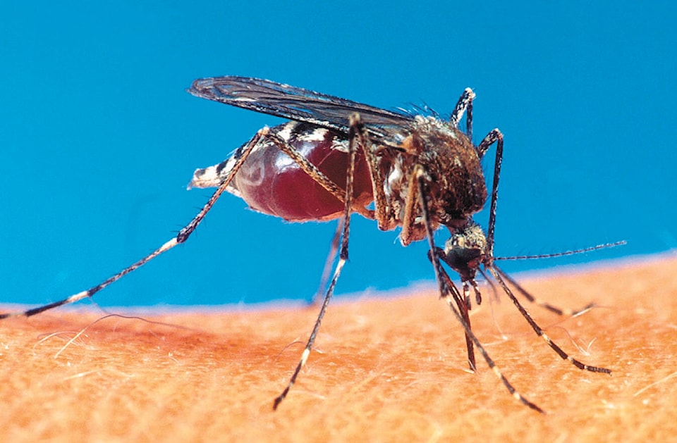 web1_mosquito-closeup