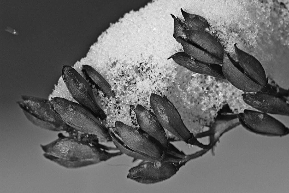web1_rsz-enman-snow-catcher