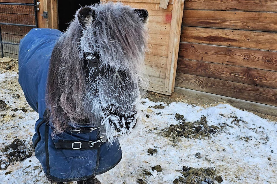 Miniature horse like Penny, an 18 year old mini living on a family farm in Louis Creek can be great therapy and comfort companions for larger horses. (Photo by: Chantal-Michelle Holt) 