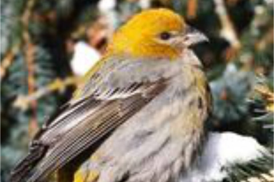 web1_rsz-yellow-pine-grosbeak-416783997_700824718837465_373616736757844489_n
