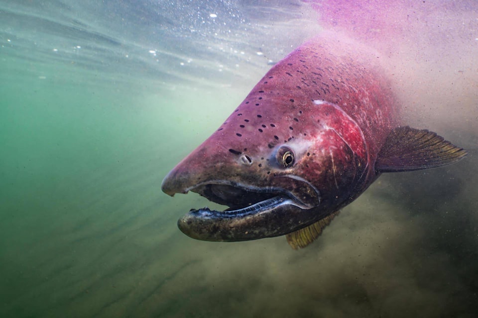 web1_salmon-isj-240124_1