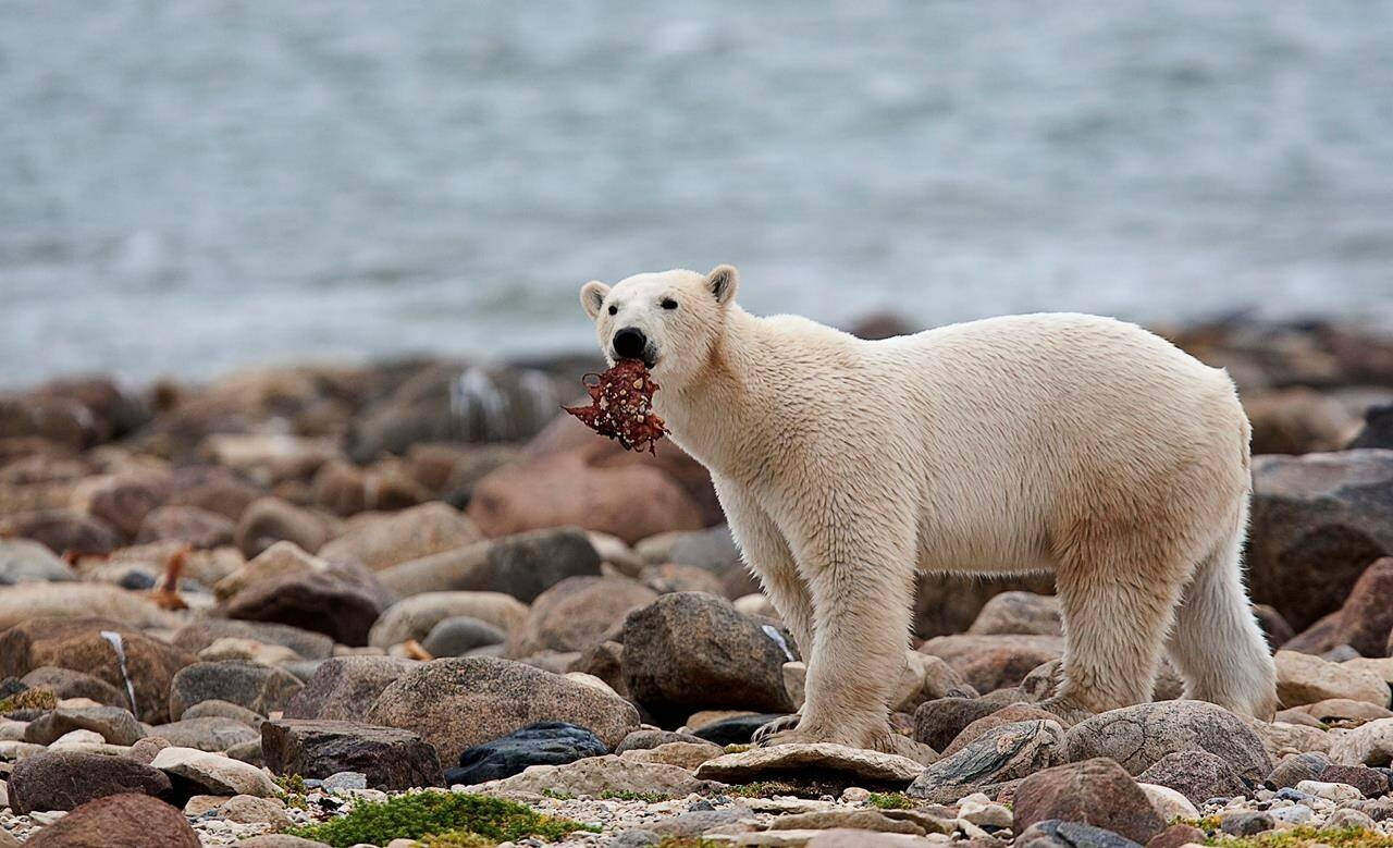 For threatened polar bears, the climate change diet is a losing proposition  - NNSL Media