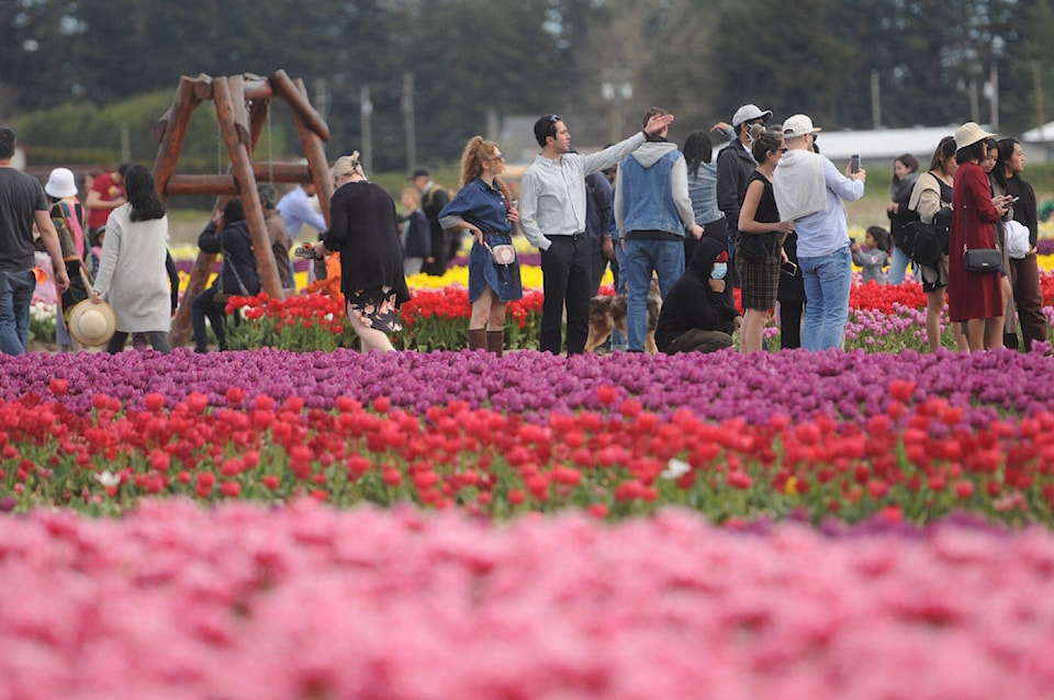 web1_220423-cpl-photos-tulip-festival-chilliwack_13