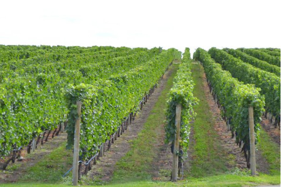 web1_230621-pqn-wine-column-okanagan_1