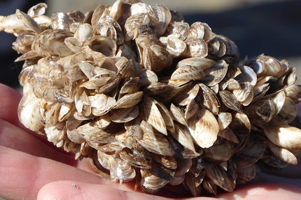 web1_230706-sum-mussels-summerland_1