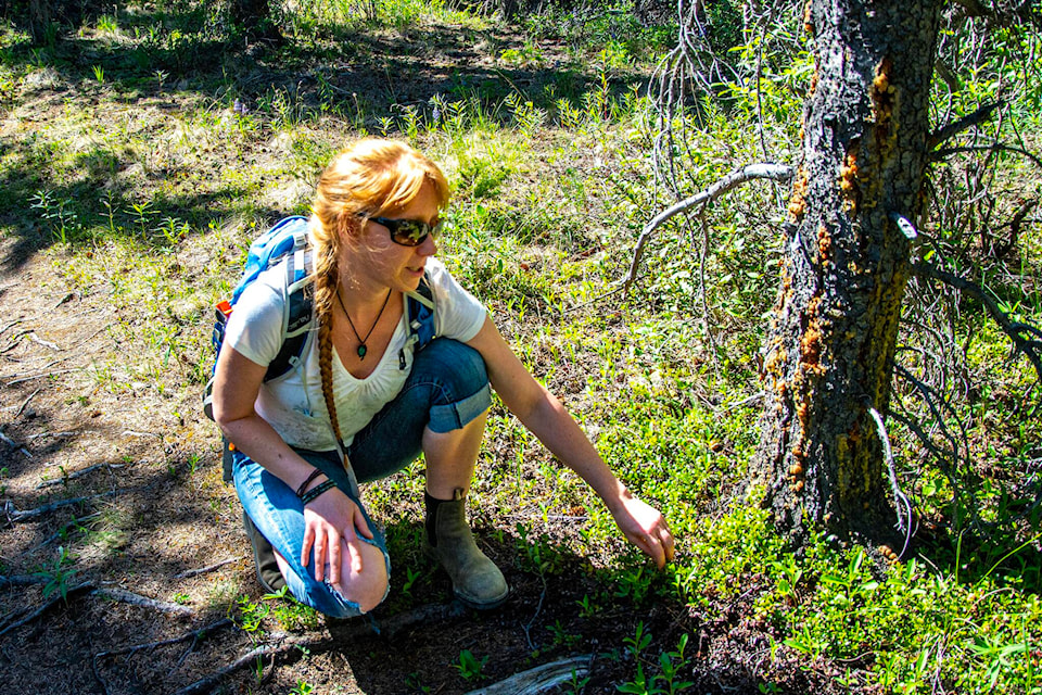 Wildcraft business grows in Haines Junction Yukon News