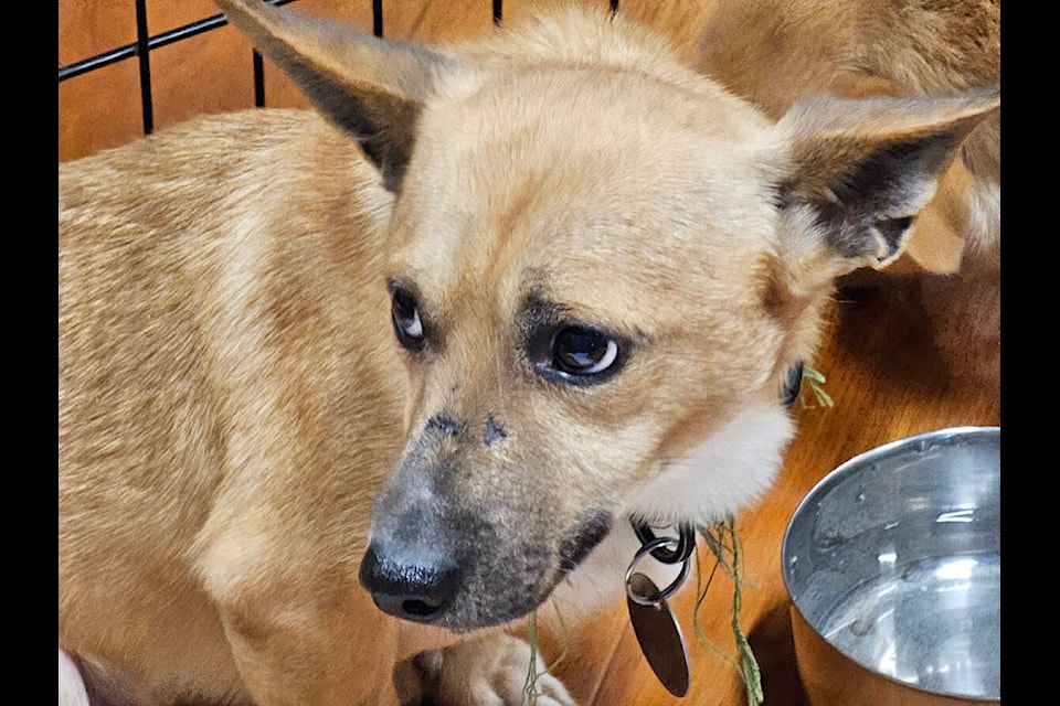 VIDEO Rescued from high kill shelters dogs find new homes at