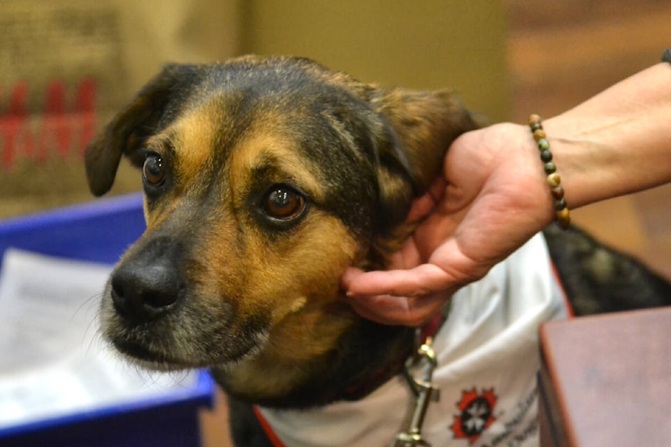  Mickey, a seven-year-old German Shepard mix breed, visited the 91ԭ Senior Resources Centre on Wednesday, Jan. 10. (Kyler Emerson/91ԭ Advance Times)  
