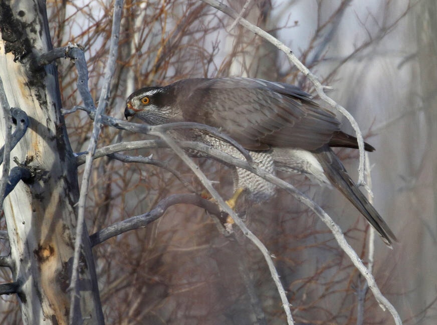 web1_240201-sin-nature-nut-part2-hawk_1