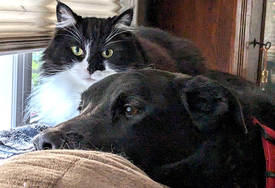 web1_240202-sne-reichert-letter-pets_1