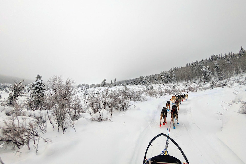Mushers prepare for potentially tough trails in 2025 Yukon Quest