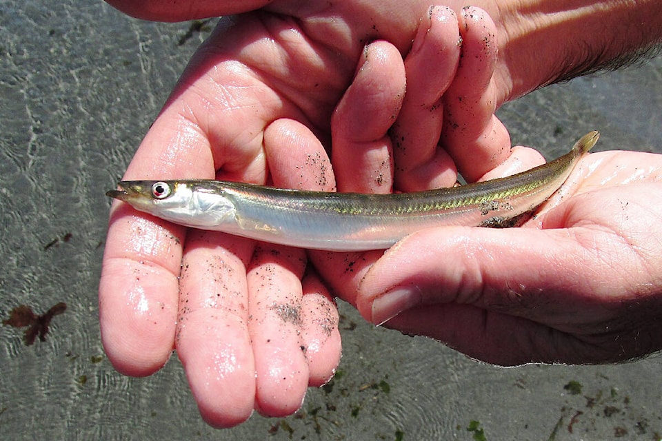 Pacific sand lance inhabit the beach environment of coastal B.C. “Pacific Sand Lance” by brewbooks is licensed under CC BY-SA 2.0. 