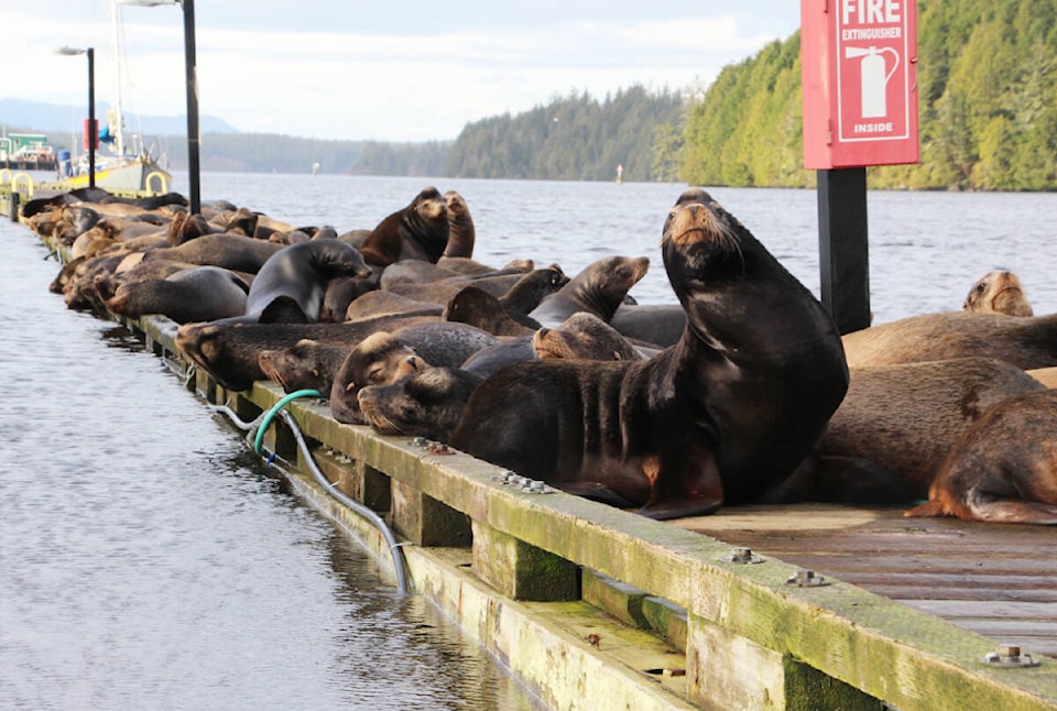 web1_240207-uwn-sea-lions-ucluelet_1