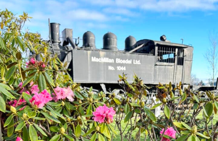 It was practically summer-like conditions in Chemainus in early January. (Photo by Ed Bosch) 