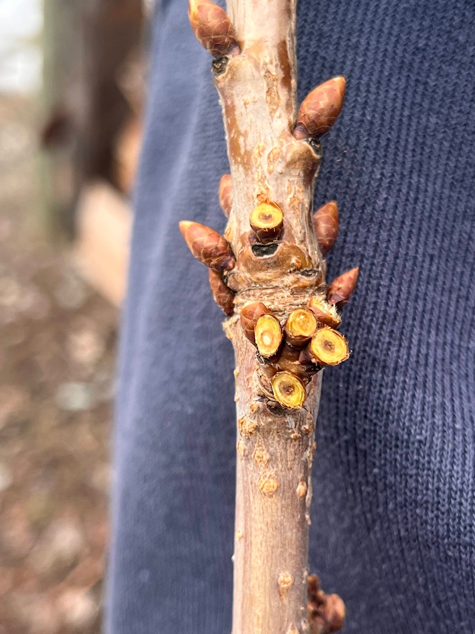 web1_240208-cva-orchard-damage-wloka-farms-creston-2024-buds_1