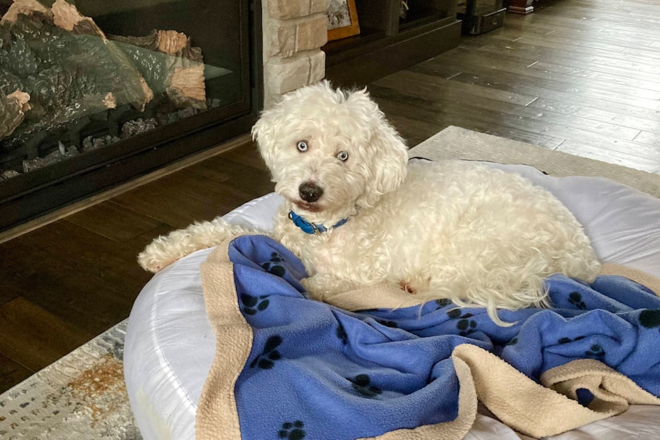 web1_240208-pan-casper-missing-dog-found-after-17-days_1
