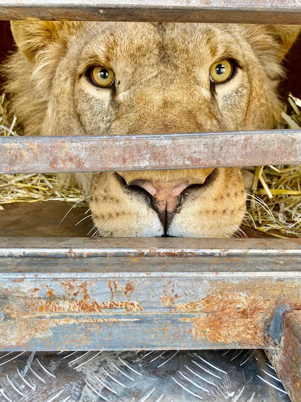 web1_240208-snm-ukraine-lion-rescue-dhfgyu_2