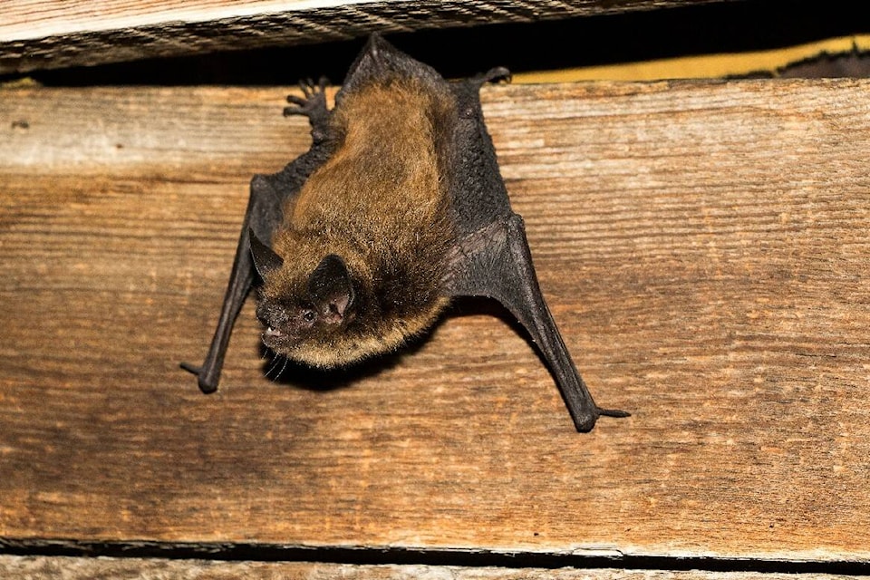 web1_240212-vne--hat-bat-white-nose_1