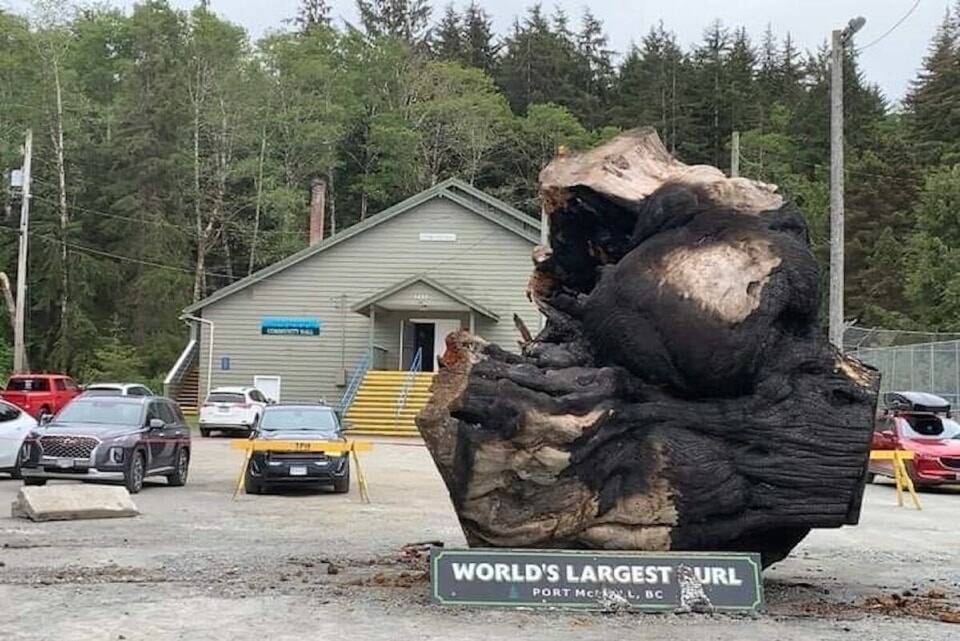 web1_240214-nig-worlds-largest-burl-to-move-worldslargestburl_1