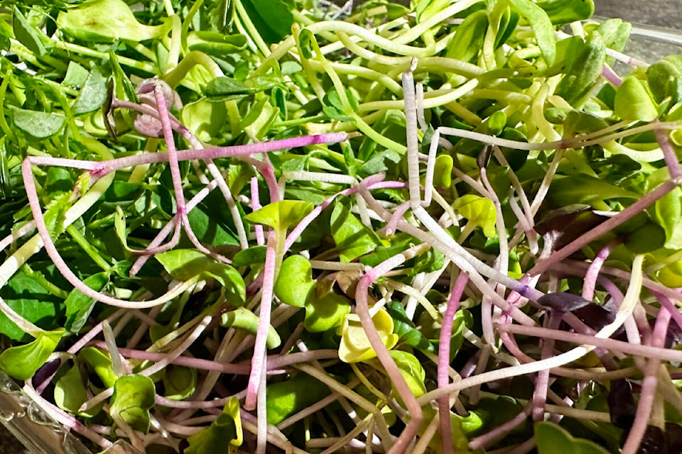 web1_240214-saa-microgreens