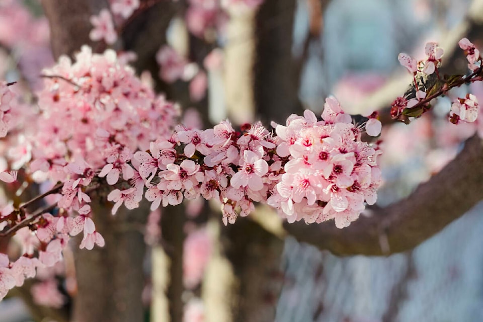 web1_240215-abb-cherry-blossom-contest-cherryb_1