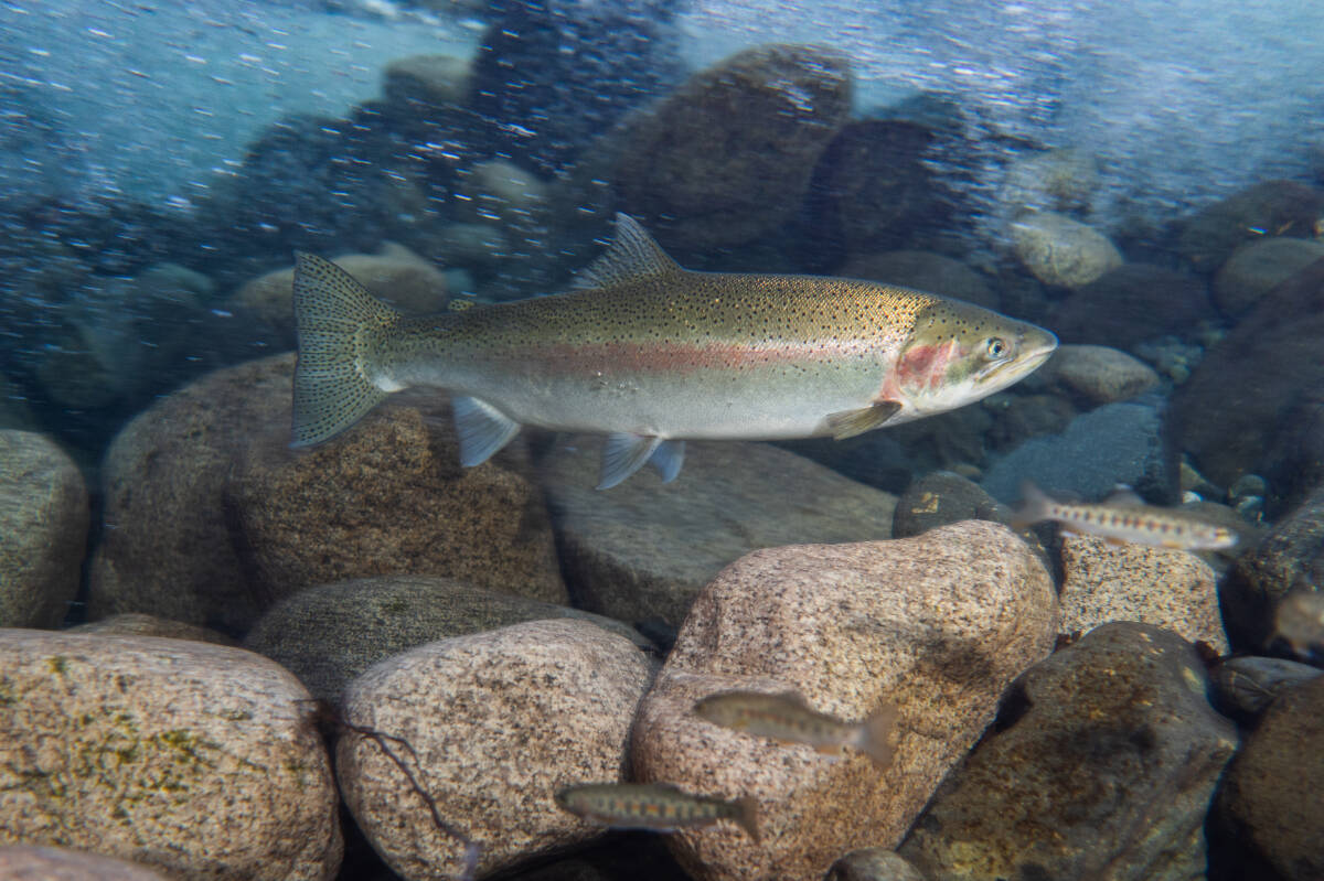 Silent extinction' feared for steelhead trout across B.C. - Burns